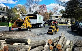 How Our Tree Care Process Works  in  Windermere, FL